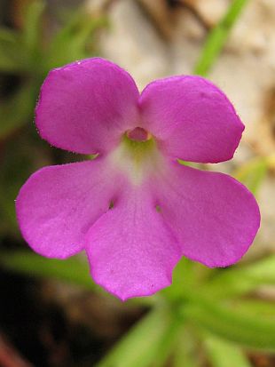 Pinguicula moctezumae - tučnice mexická
