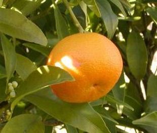 Citrus mitis - pomerančovník zakrslý