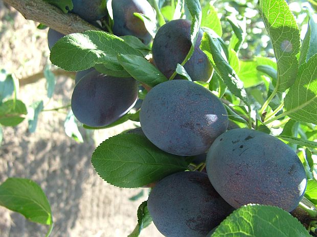 Slivoně: Prunus domestica 'Toptaste' - slivoň (TIP ZC CS)