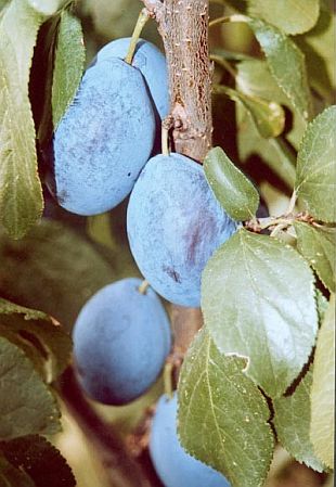 Slivoně: Prunus domestica 'Presenta' - slivoň (TIP ZC CS)