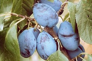 Slivoně: Prunus domestica 'Jojo' - slivoň (TIP ZC CS) Slivoně: Prunus domestica 'Jojo' - slivoň (TIP ZC CS)