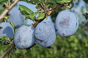 Slivoně: Prunus domestica 'Haganta' - slivoň (TIP ZC CS) Slivoně: Prunus domestica 'Haganta' - slivoň (TIP ZC CS)