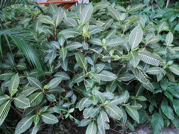 Aphelandra squarrosa - Afelandra drsná