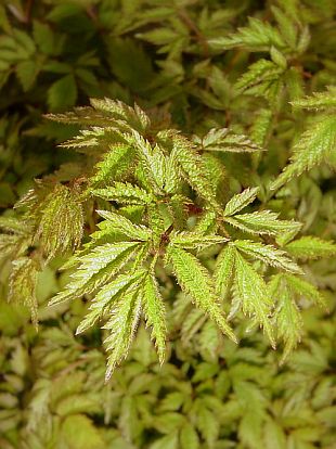 Astlibe chinensis - astilba čínska Astlibe chinensis - astilba čínska