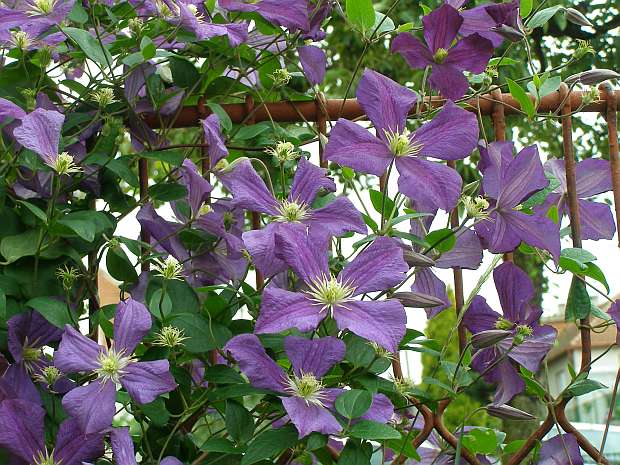 Řez rostlin - velkokvětý plamének