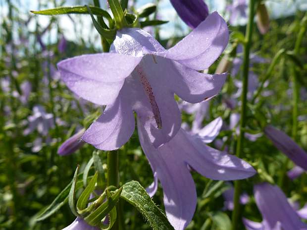Adenophora confusa 'Hemelstraling' - zvonovec