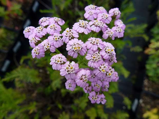 Achillea millefolium 'Lilac Beauty' - řebříček obecný