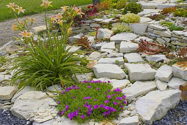 Delosperma cooperi - kosmatec