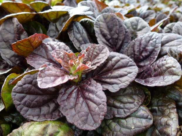 Ajuga reptans 'Stölzle' - zběhovec plazivý Ajuga reptans 'Stölzle' - zběhovec plazivý