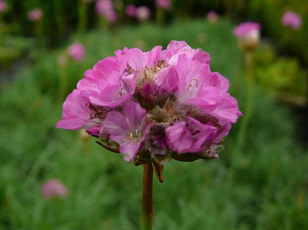 Armeria maritima 'Splendens' – trávnička přímořská