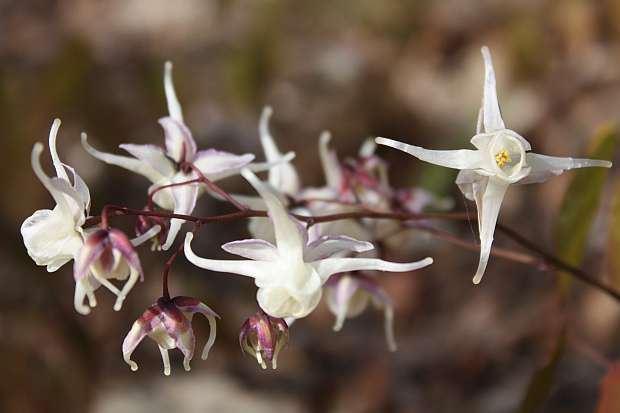 Trvalky, které krášlí jaro: Epimedium_grandiflorum (TIP ZC CS) Trvalky, které krášlí jaro: Epimedium_grandiflorum (TIP ZC CS)