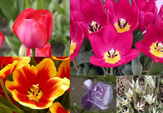 Tulipány - květy na celé jaro Tulipány - květy na celé jaro
