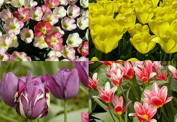 Tulipány - květy na celé jaro Tulipány - květy na celé jaro