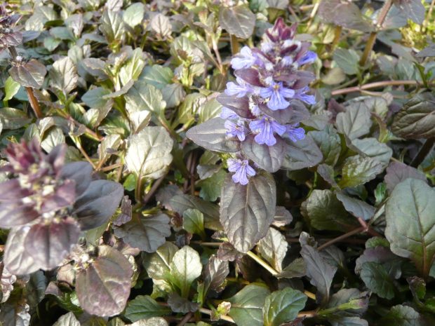 Ajuga reptans 'Braunherz' - zběhovec plazivý Ajuga reptans 'Braunherz' - zběhovec plazivý