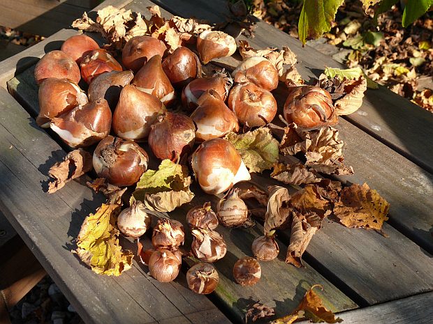 Září - čas pro výsadbu jarních cibulovin