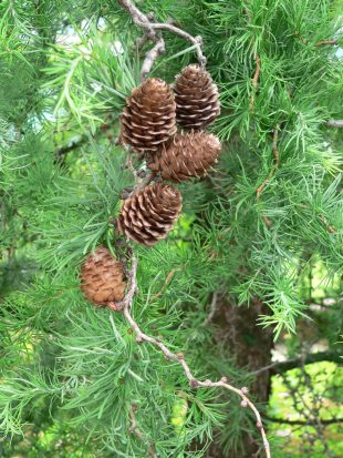 Larix kaempferi 'Diana' - modřín japonský (PROVOBIS)