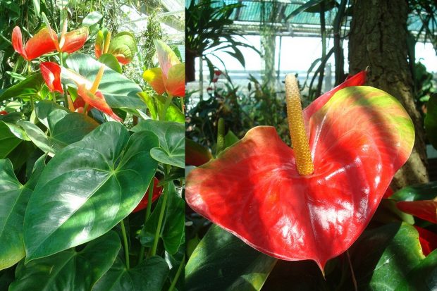 Anthurium - toulitka