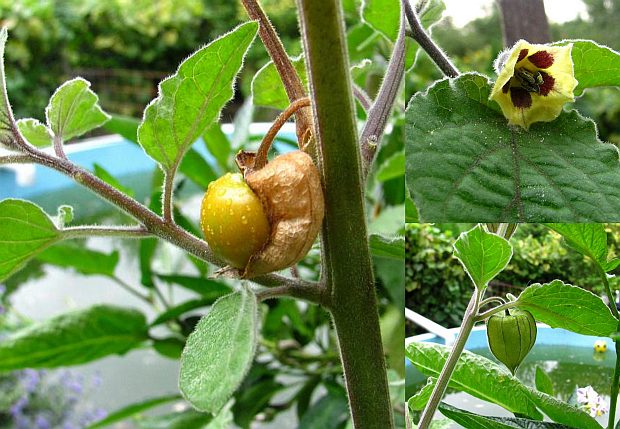 Physalis peruviana - mochyně peruánská Physalis peruviana - mochyně peruánská