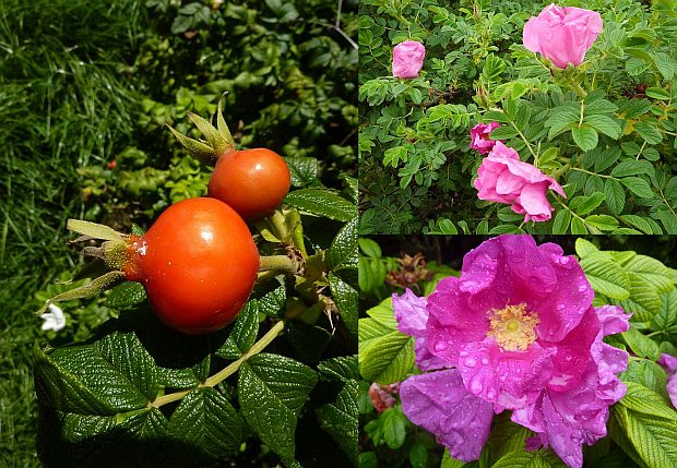 Růže s nápadnými šípky: Rosa rugosa - růže svraskalá