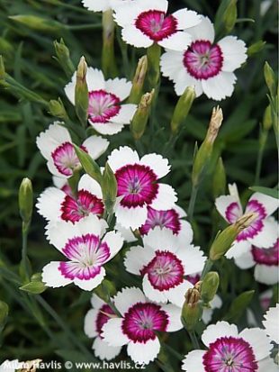 Dianthus deltoides 'Arctic fire' - hvozdík kropenatý