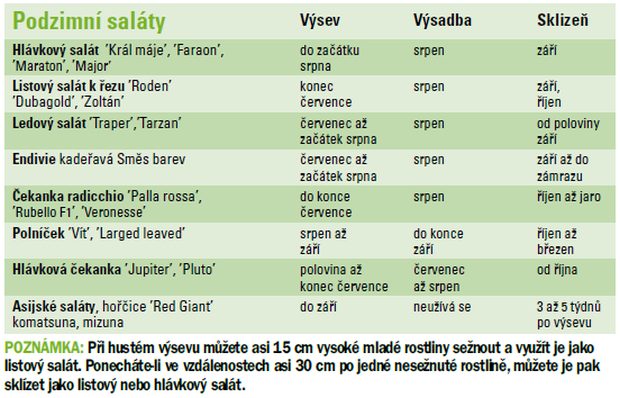 Sezona salátu nekončí: Podzimní saláty