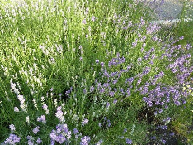 Lavandula - levandule