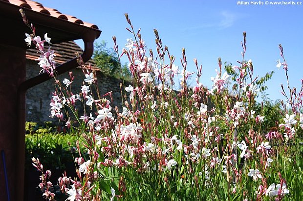 Gaura lindheimeri 'Summer breeze' - gaura, svíčkovec