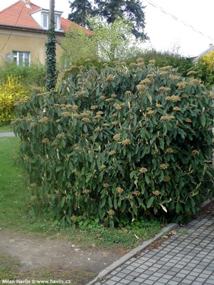 Viburnum rhytidophyllum - kalina vrásčitolistá