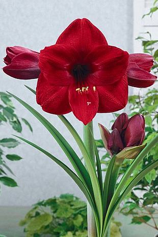 Zornica - Hippeastrum (NOVA PG) Zornica - Hippeastrum (NOVA PG)