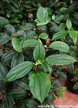 Viburnum cinnamomifolium - kalina skořicová