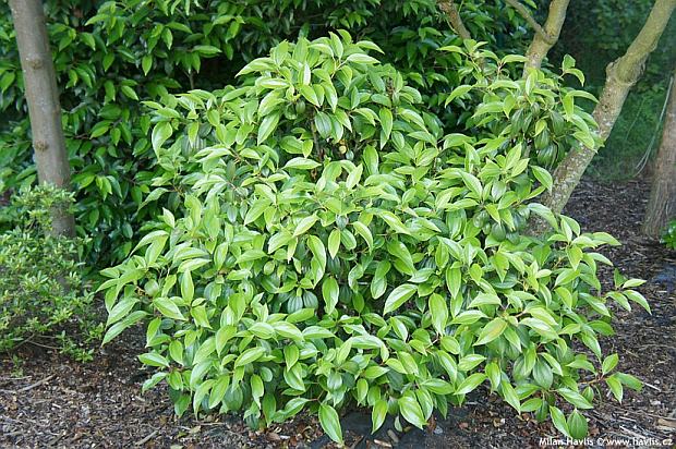 Viburnum cinnamomifolium - kalina skořicová