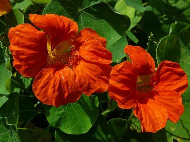Popínavky na balkón: Tropaeolum majus