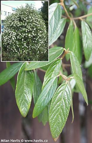 Viburnum 'Pragense' - kalina pražská