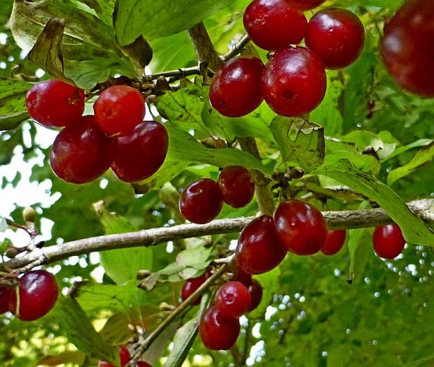 Netradiční drobné ovoce: Cornus mas