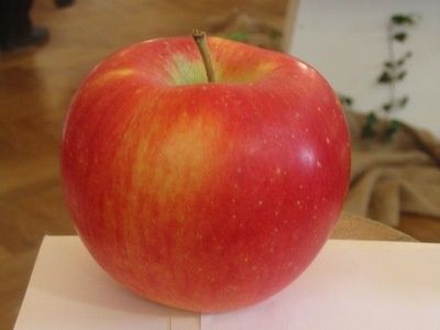 Malus domestica 'Melodie' - jabloň domáca