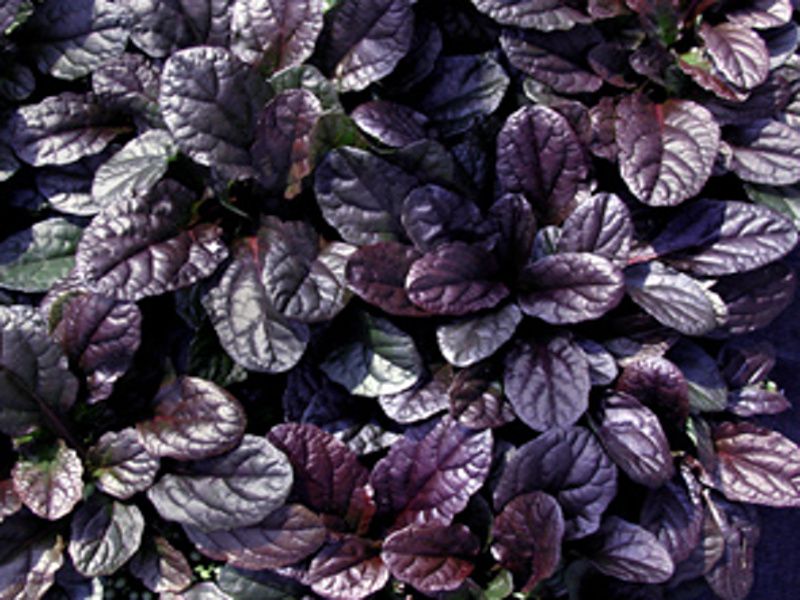 Ajuga reptans 'Mahogany' - zběhovec Ajuga reptans 'Mahogany' - zběhovec