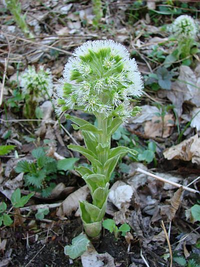 Petasites albus - devětsil bílý
