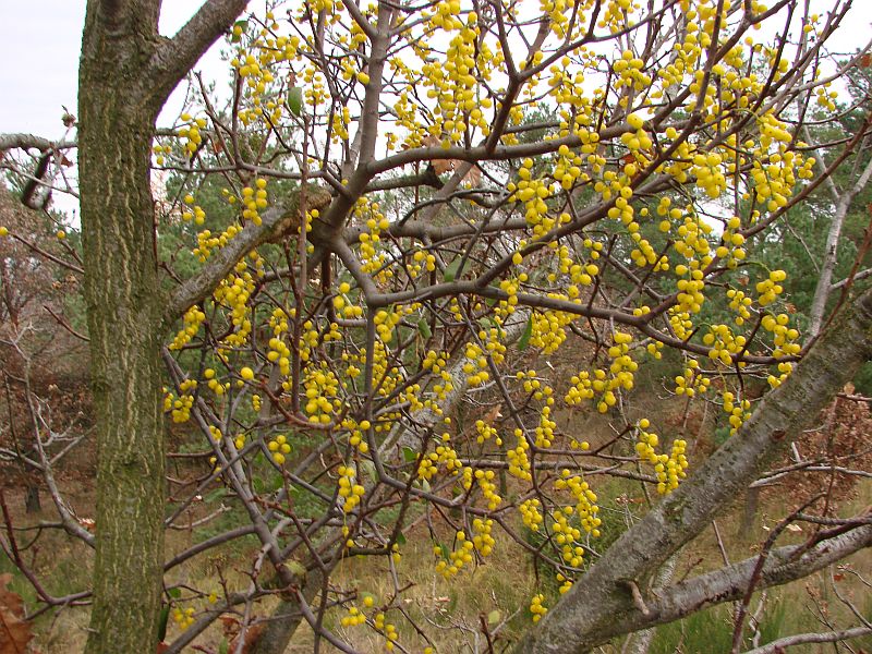 Loranthus europaeus - ochmet evropský