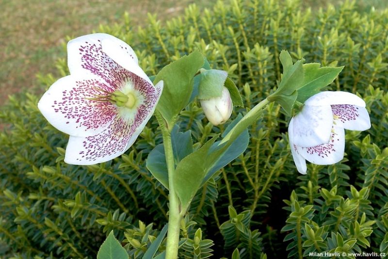 Helleborus orientalis 'Conny' - čemeřice Helleborus orientalis 'Conny' - čemeřice