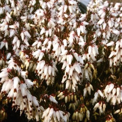 Erica carnea 'Isabell' - vřesovec pleťový