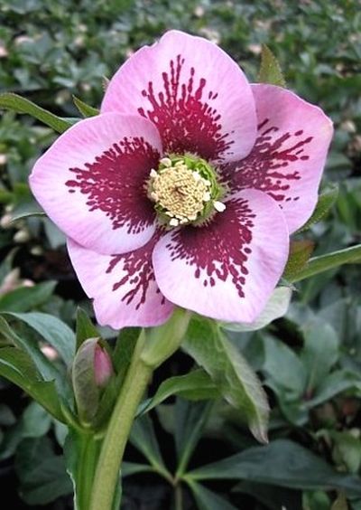 Helleborus orientalis 'SP Charlotte' - čemeřice Helleborus orientalis 'SP Charlotte' - čemeřice