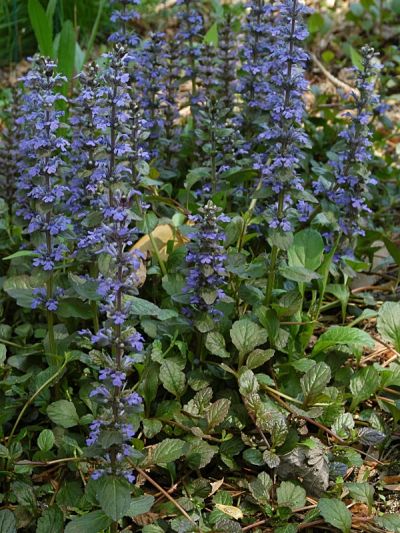 Ajuga reptans 'Rainbow' - zběhovec Ajuga reptans 'Rainbow' - zběhovec