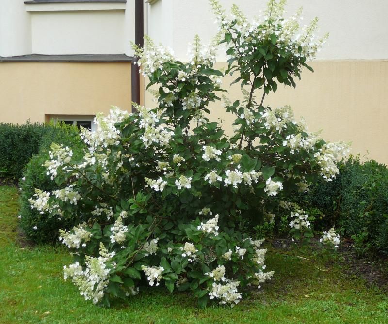 Řez rostlin kvetoucích v létě: hortenzie latnatá