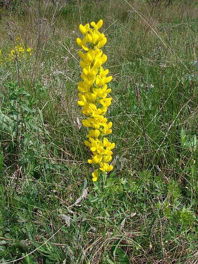 Cytisus procumbens - čilimník poléhavý