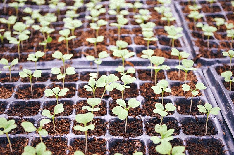 Zelenina - jednocení sazenic (PIXABAY)