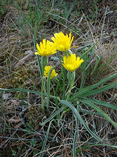Scorzonera austriaca - hadí mord rakouský