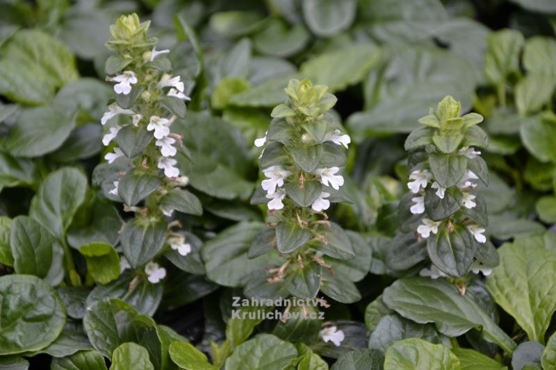 Ajuga reptans 'Alba' - zběhovec Ajuga reptans 'Alba' - zběhovec