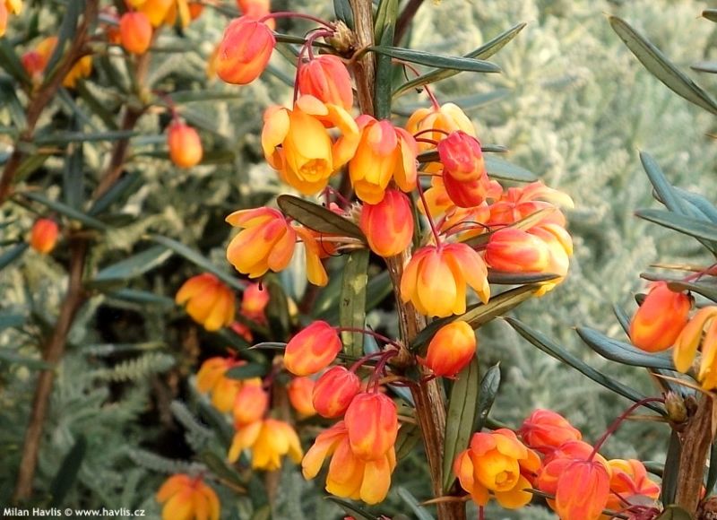 Berberis linearifolia 'Orange King' - dřišťál čárkolistý Berberis linearifolia 'Orange King' - dřišťál čárkolistý