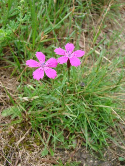 Dianthus deltoides - hvozdík kropenatý