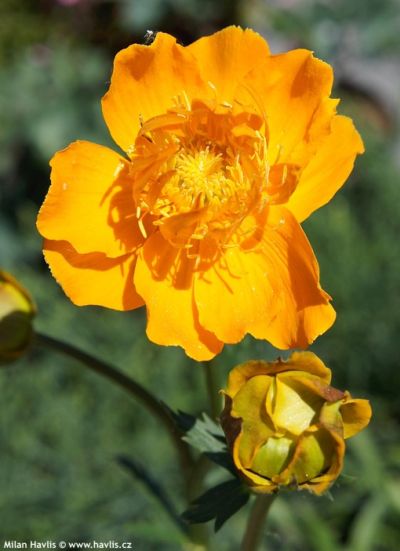 Trollius chinensis 'Golden queen' - úpolín čínský